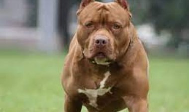 Gurugram :पिटबुल डॉग के काटने के  मामले में आया बड़ा फैसला || P24 News