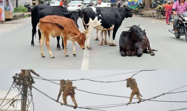 एमसीडी चुनाव मे अब बंदर और गाय बने बड़े मुद्दे