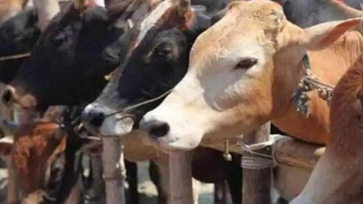 गुरूग्राम- मेवात में गौ तस्कर की सड़क हादसे में हुई मौत के बाद गौ रक्षकों को मिल रही धमकियां