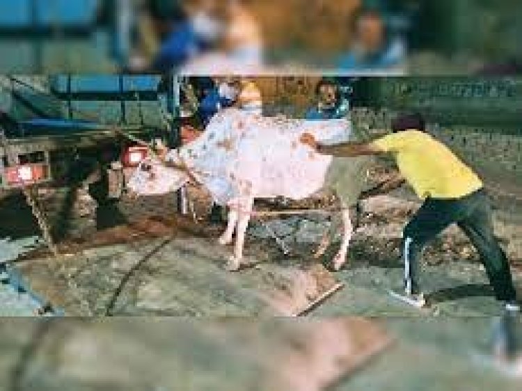 अंबाला शहर में शहीद भगत सिंह यूनियन ने आवारा पशुओं को इकट्ठा कर अनाज मंडी में पहुंचाया