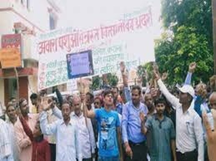 आवारा पशुओं से परेशान अंबाला के किसानों का अलग ही प्रदर्शन देखने को मिला